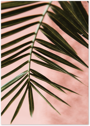Posterux© | Soft Palm Against Pink – Warm Tropical Photography Poster poster – premium wall art