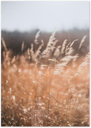Posterux© | Golden Fields – Warm Wheat Grass Poster poster – premium wall art