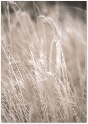 Posterux© | Golden Wheat Fields – Soft Botanical Photography poster – premium wall art