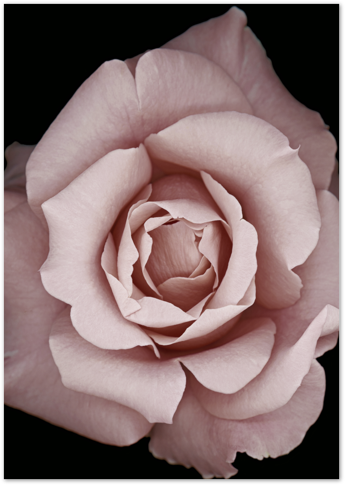 Posterux© | Blush Rose – Soft Botanical Flower Poster poster – premium wall art