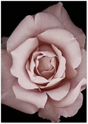 Posterux© | Blush Rose – Soft Botanical Flower Poster poster – premium wall art