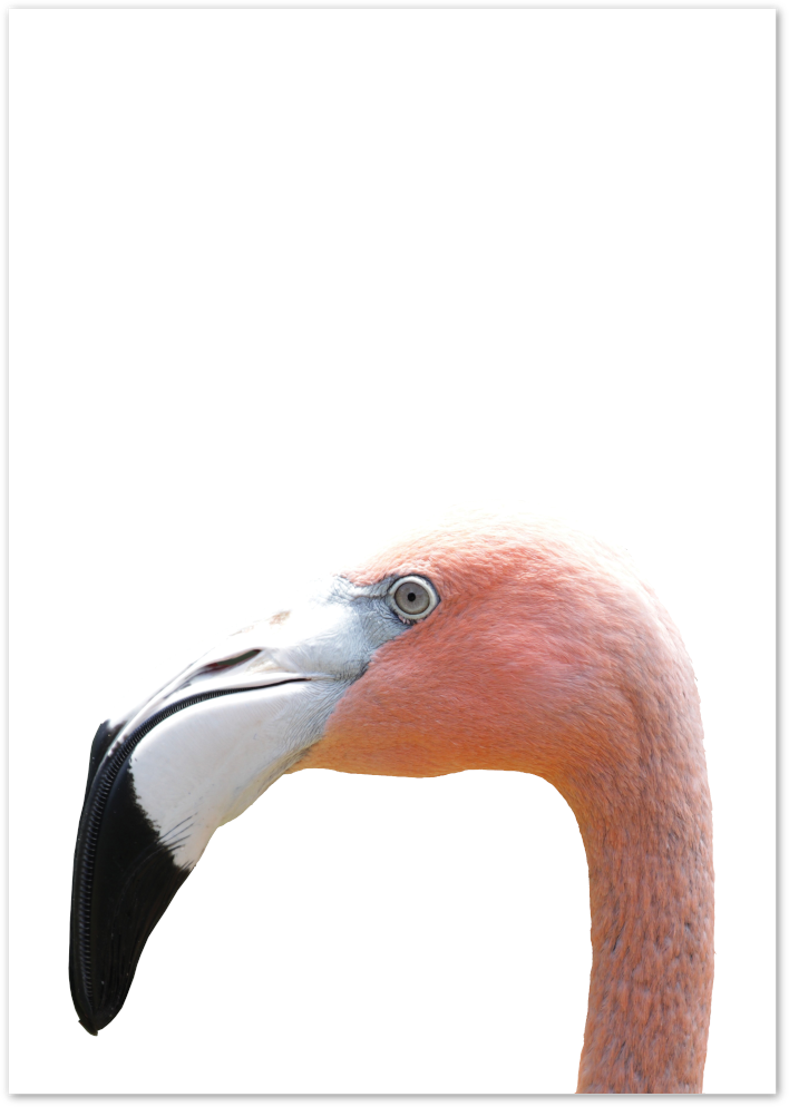 Posterux© | Flamingo Elegance – Minimalist Animal Art poster – premium wall art