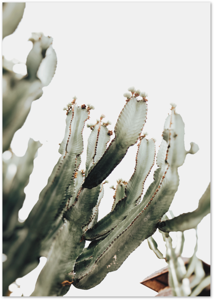 Posterux© | Cactus Elegance – Modern Succulent Poster poster – premium wall art