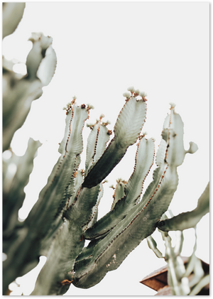 Posterux© | Cactus Elegance – Modern Succulent Poster poster – premium wall art