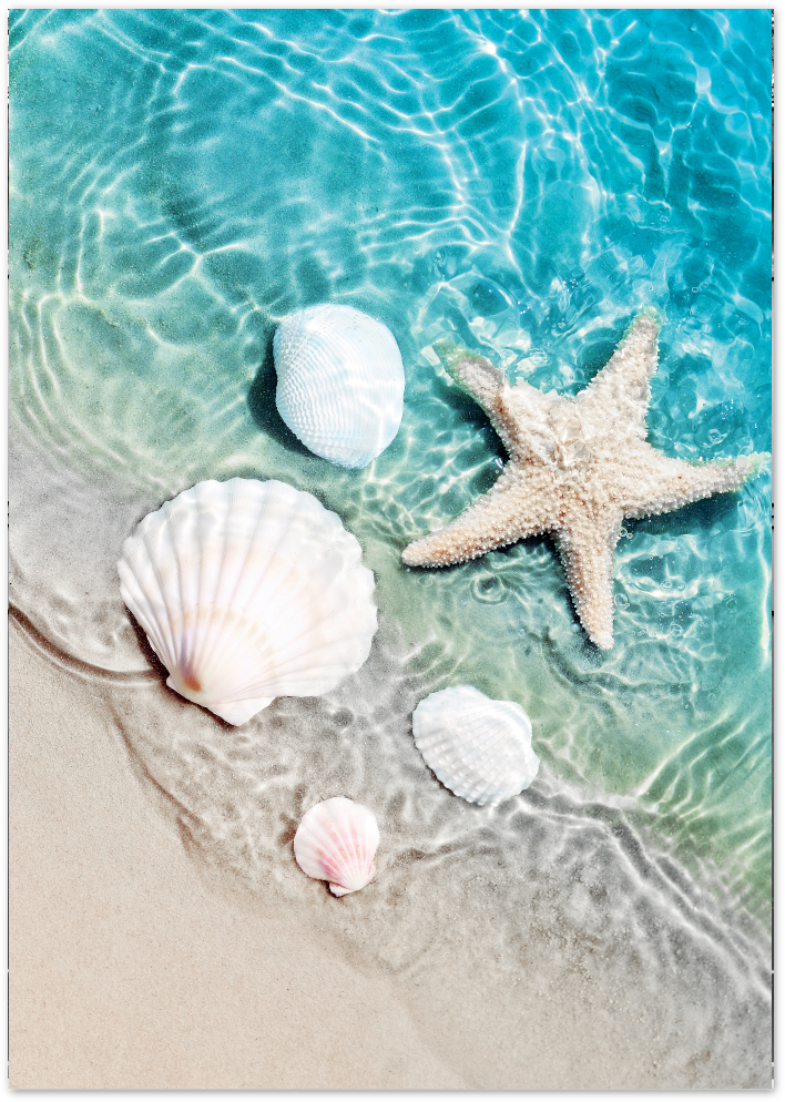 Posterux© | Seashell Reflections – Coastal Photography Poster poster – premium wall art