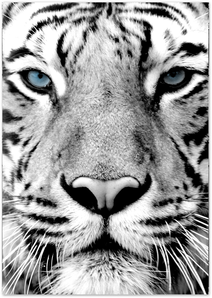Posterux© | Blue-Eyed Tiger – Wildlife Photography Poster poster – premium wall art