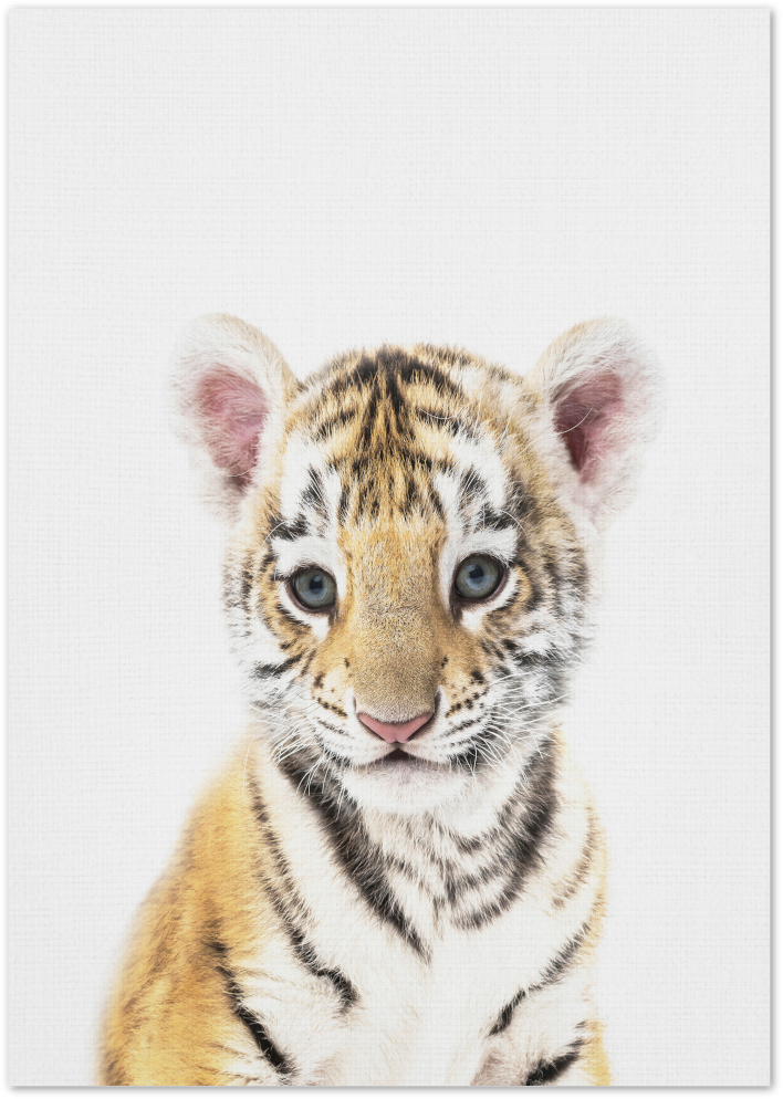 Posterux© | Baby Tiger – Bold Wildlife Poster poster – premium wall art