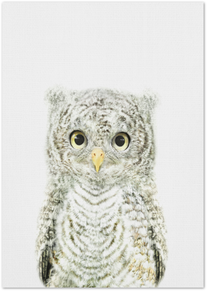 Posterux© | Baby Owl – Adorable Animal Poster poster – premium wall art