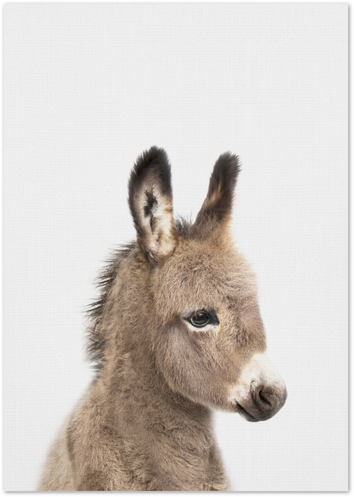Posterux© | Adorable Donkey – Animal Photography Poster poster – premium wall art