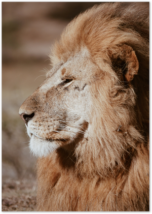 Posterux© | Majestic Lion – Wildlife Photography Poster poster – premium wall art