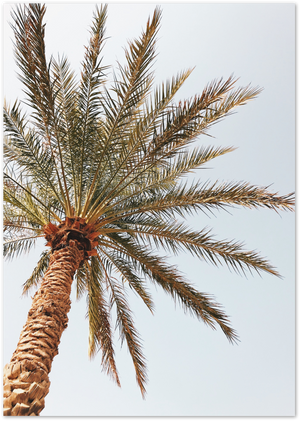 Posterux© | Tropical Palm Tree – Nature Photography Poster poster – premium wall art