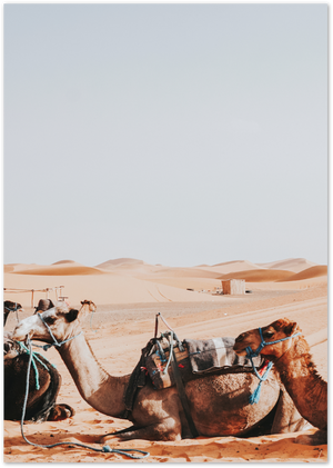 Posterux© | Desert Camel Poster – Mystical Travel Photography poster – premium wall art