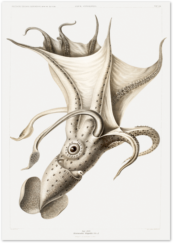 Posterux© | Vintage Squid Illustration – Scientific Ocean Art poster – premium wall art