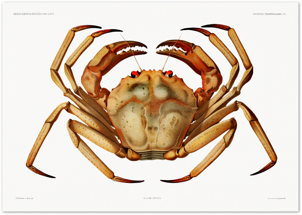 Posterux© | Vintage Crab Illustration – Classic Marine Life Print poster – premium wall art