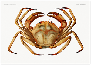 Posterux© | Vintage Crab Illustration – Classic Marine Life Print poster – premium wall art
