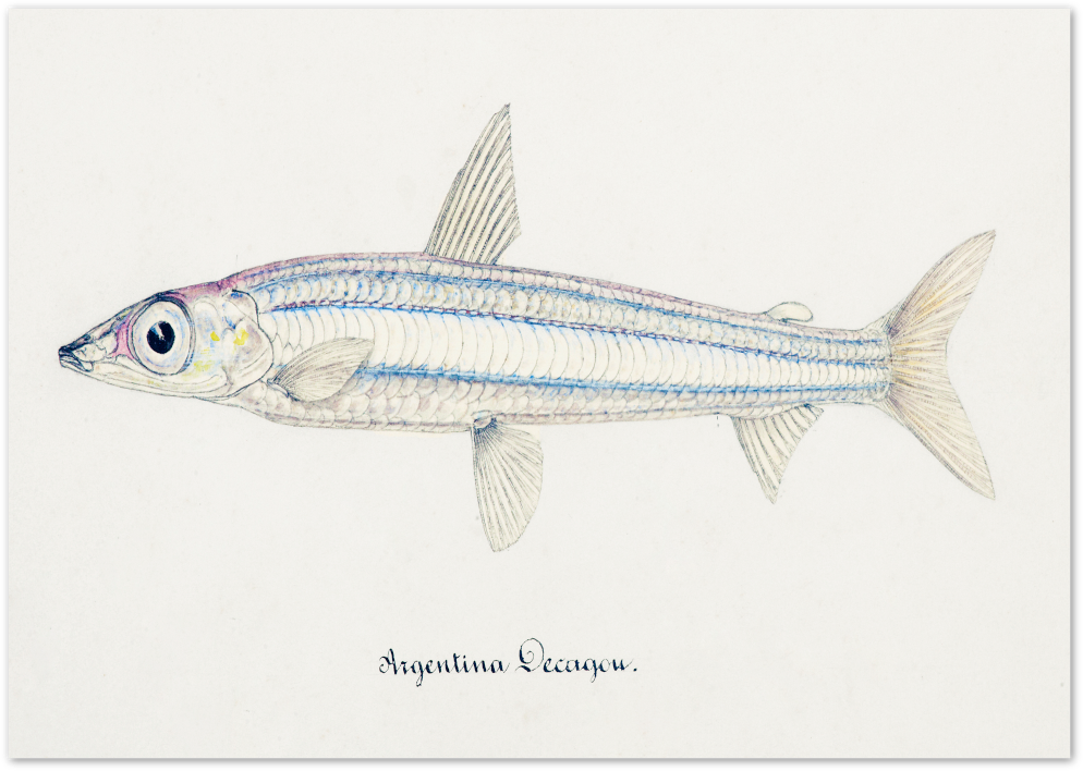 Posterux© | Vintage Fish Illustration – Timeless Scientific Artwork poster – premium wall art