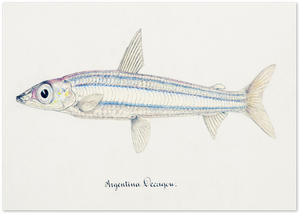 Posterux© | Vintage Fish Illustration – Timeless Scientific Artwork poster – premium wall art