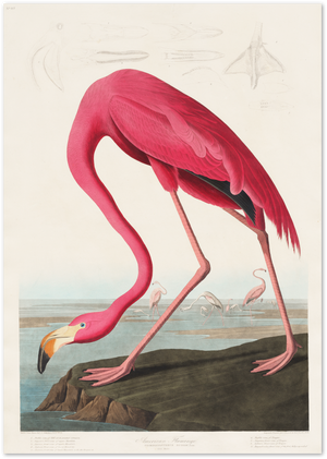Posterux© | American Flamingo Poster – Vintage Bird Wall Art poster – premium wall art