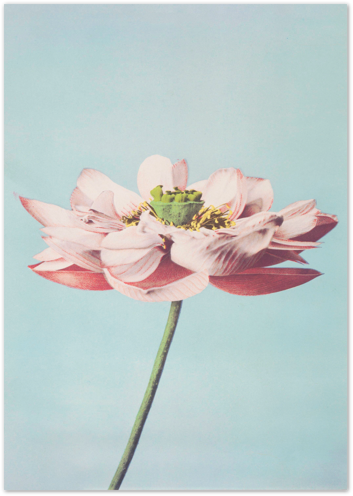 Posterux© | Pastel Bloom Poster – Soft Botanical Photography Print poster – premium wall art