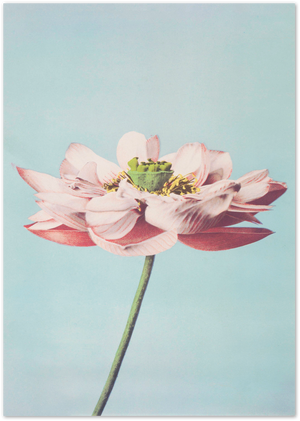 Posterux© | Pastel Bloom Poster – Soft Botanical Photography Print poster – premium wall art