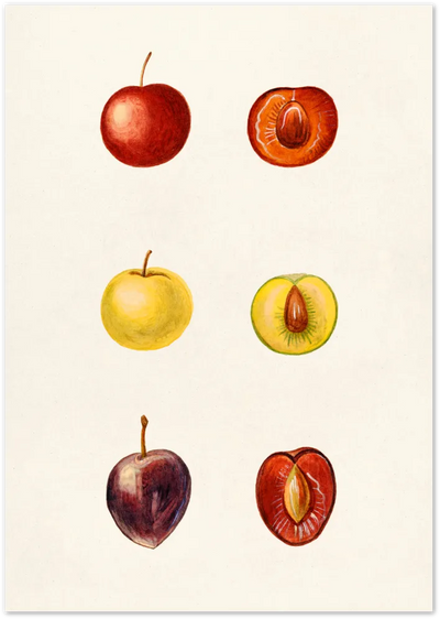 Posterux© | Botanical Plum Study Poster – Vintage Fruit Illustration Wall Art poster – premium wall art