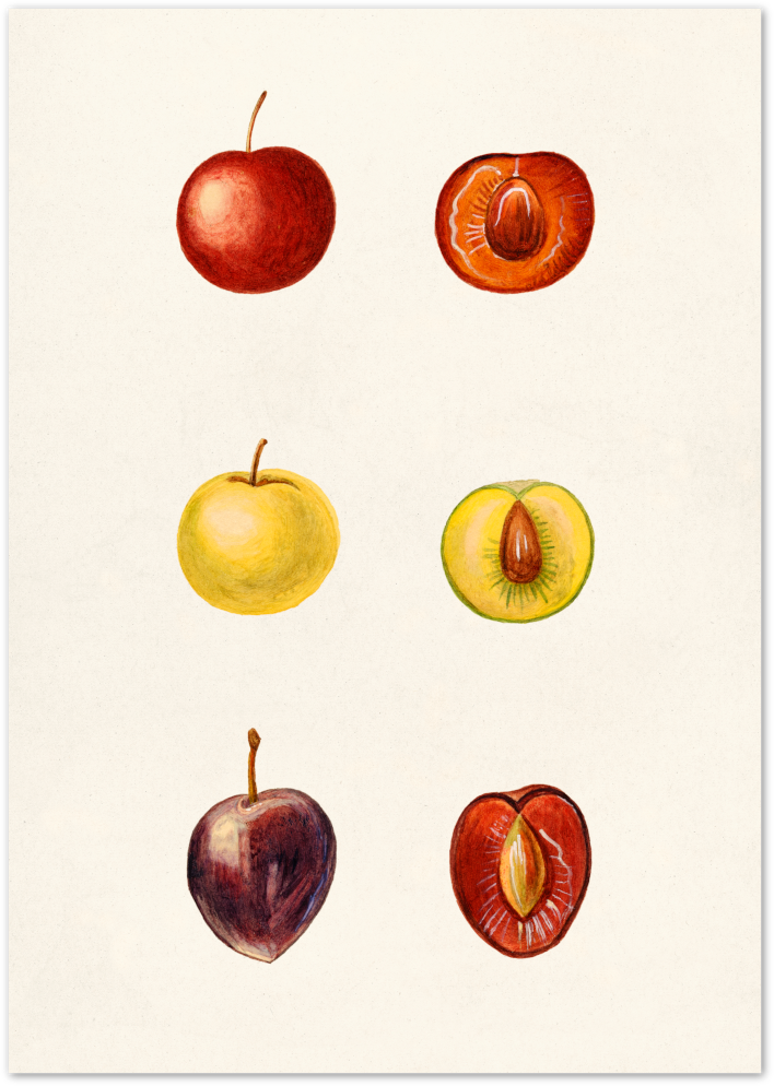 Posterux© | Botanical Plum Study Poster – Vintage Fruit Illustration Wall Art poster – premium wall art