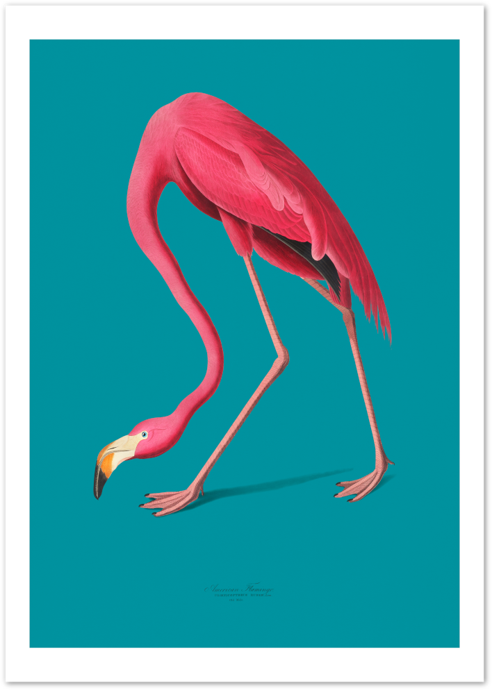 Posterux© | Vintage Flamingo Poster – Audubon Inspired Ornithology Art poster – premium wall art