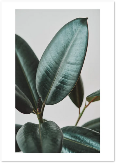 Posterux© | Rubber Plant Botanical Poster – Minimal Green Leaf Nature Print poster – premium wall art