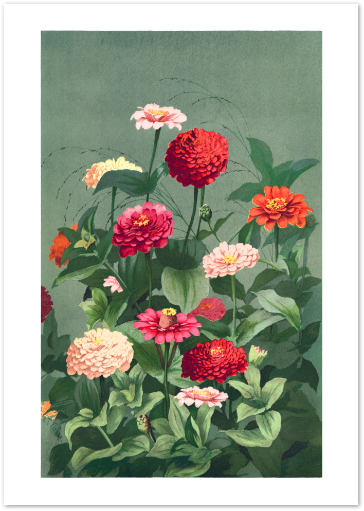 Posterux© | Zinnia Botanical Poster – Vintage Garden Flower Wall Art poster – premium wall art