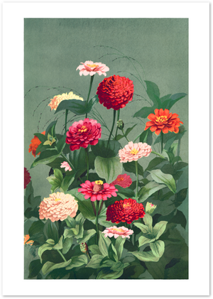 Posterux© | Zinnia Botanical Poster – Vintage Garden Flower Wall Art poster – premium wall art