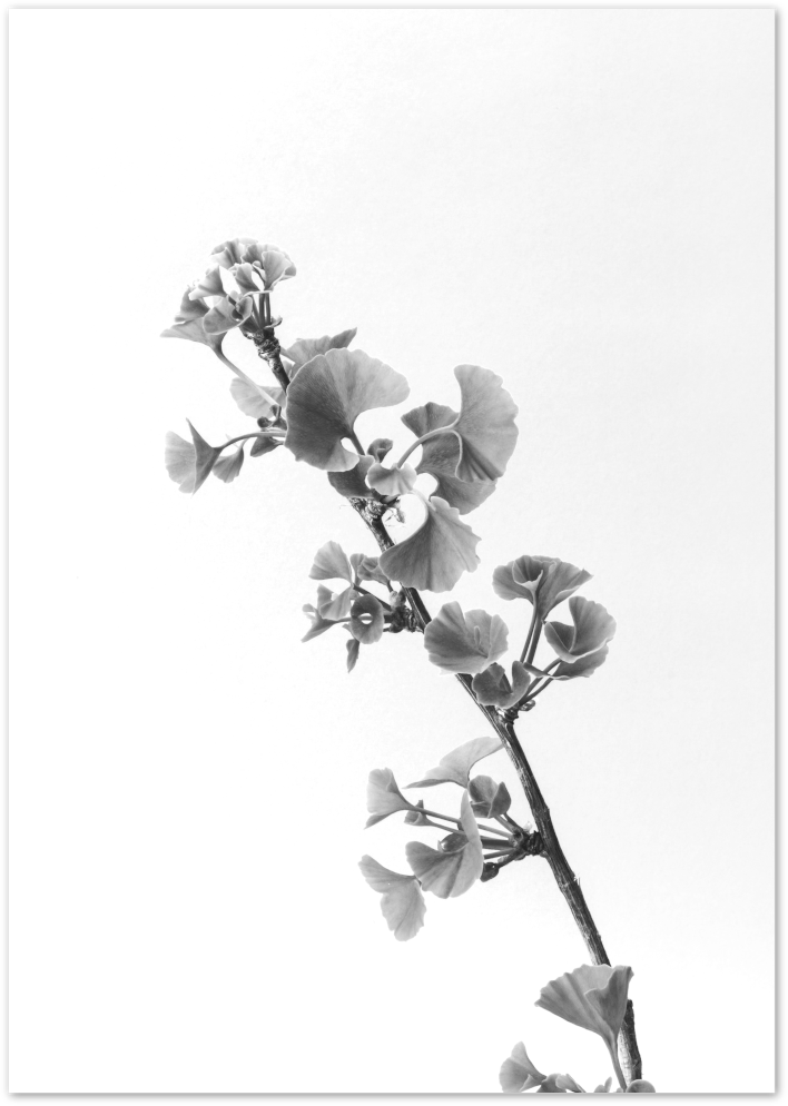 Posterux© | Ginkgo Elegance – Black & White Botanical Poster poster – premium wall art