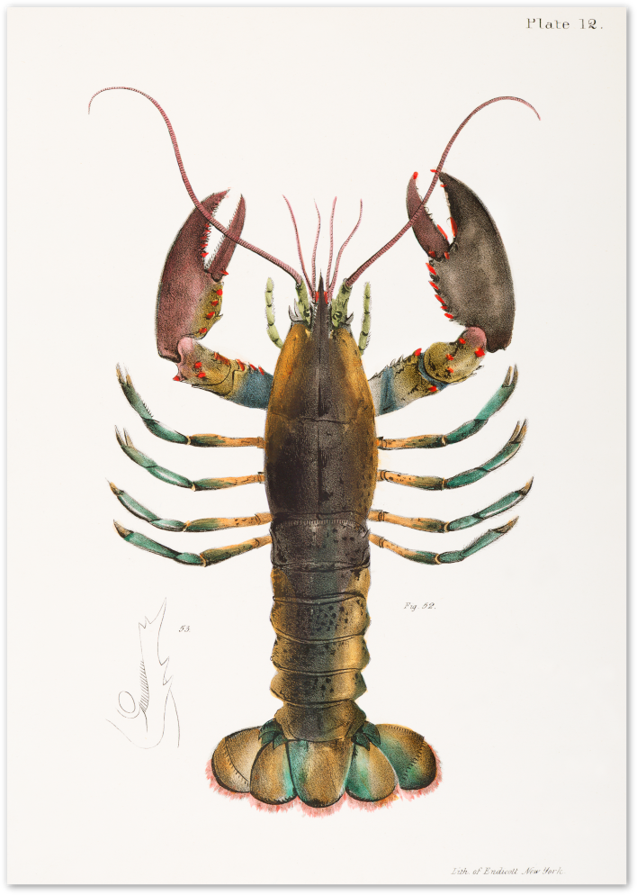 Posterux© | Vintage Lobster Study – Scientific Coastal Art poster – premium wall art