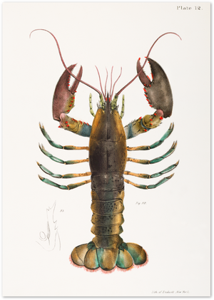 Posterux© | Vintage Lobster Study – Scientific Coastal Art poster – premium wall art