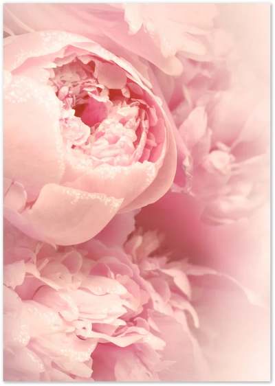 Posterux© | Blush Peonies – Romantic Floral Photography Poster poster – premium wall art