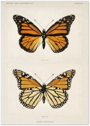 Posterux© | Monarch Butterfly Study Poster – Naturalist Elegance poster – premium wall art