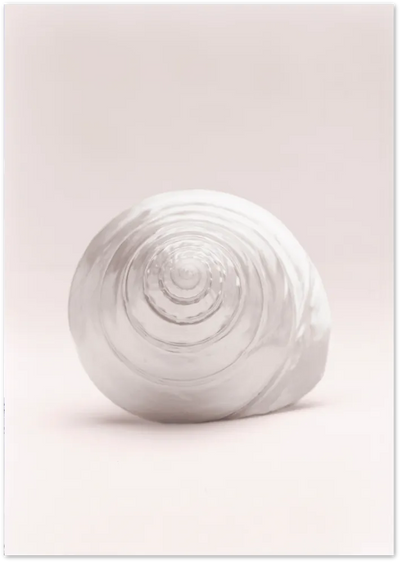 Posterux© | Shell Whisper – Soft Pink Nature Photography Poster poster – premium wall art