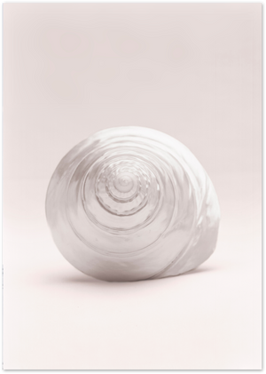 Posterux© | Shell Whisper – Soft Pink Nature Photography Poster poster – premium wall art