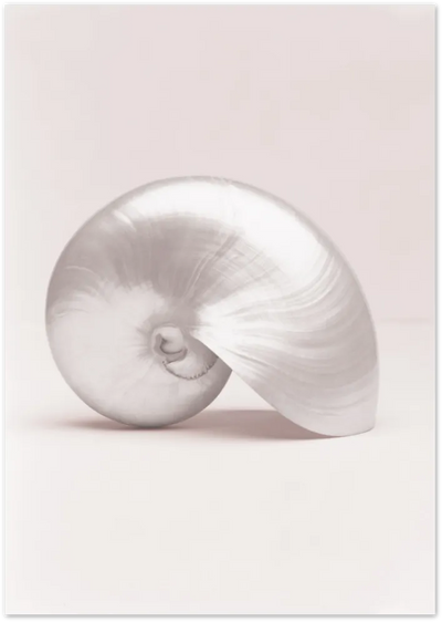 Posterux© | Blush Shell – Minimalist Shell Photography Poster poster – premium wall art