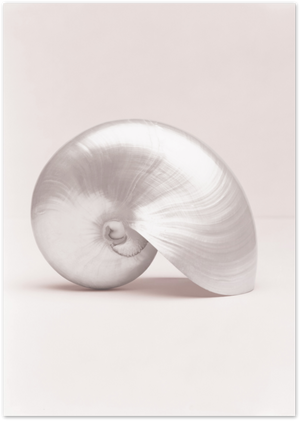 Posterux© | Blush Shell – Minimalist Shell Photography Poster poster – premium wall art