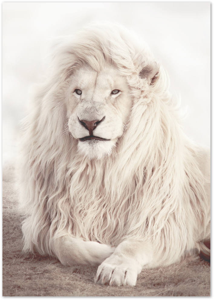 Posterux© | Majestic White Lion – Nature Photography Poster poster – premium wall art