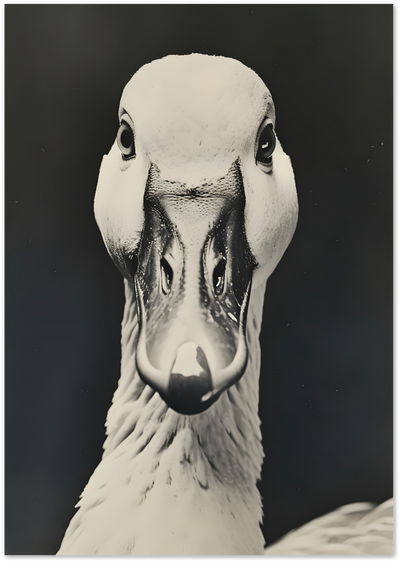 Posterux© | Duck Portrait Poster – Black & White Animal Art