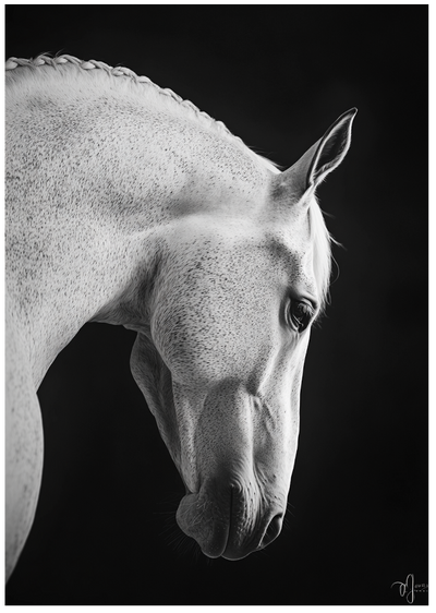 Posterux© | White Horse Profile Poster – Black & White Animal Art poster